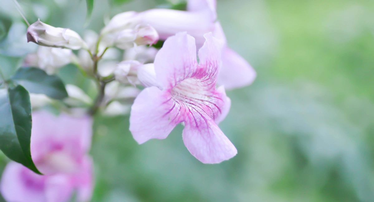 image-banner-stock-zimbabwe-creeper-1450078969.webp