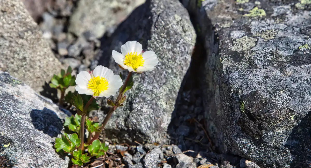 image-banner-stock-ranunculus-glacialis-the-glacier-buttercup-or-1438897943.webp
