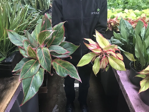 Ambius employee holding plants