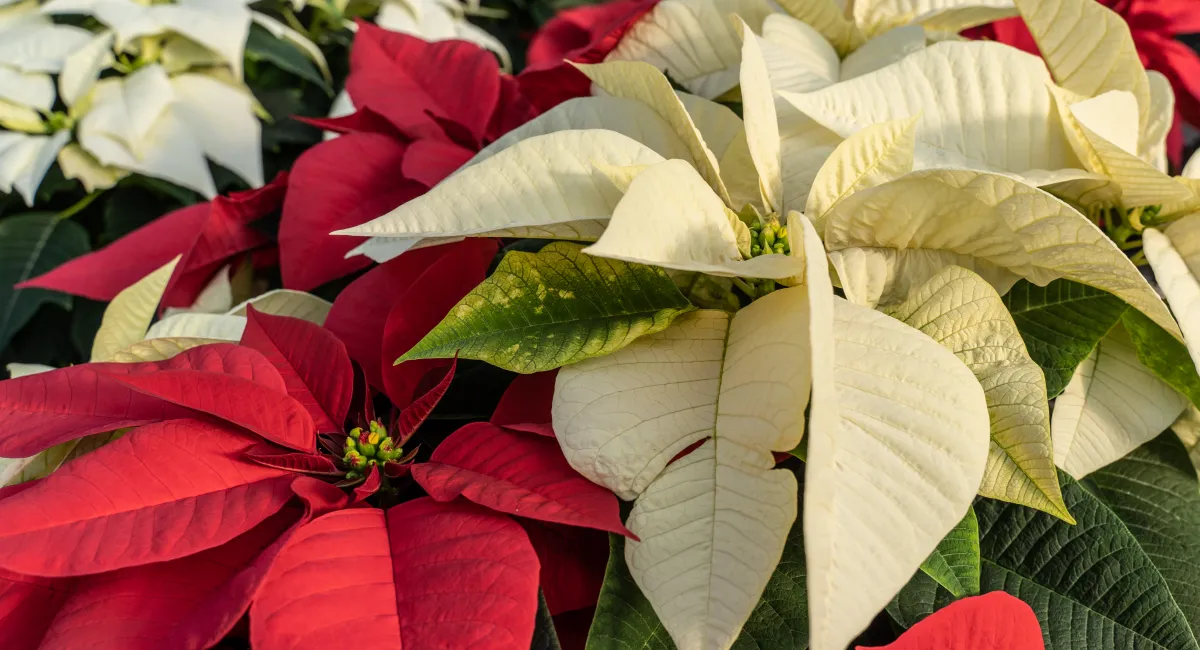 image-banner-stock-red-and-white-poinsettia-at-greenhouse-1354521513.webp