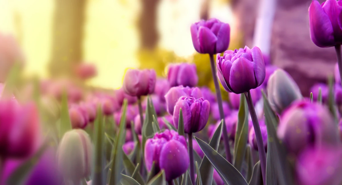 image-banner-stock-spring-sunny-day--purple-tulips--1372188481.webp