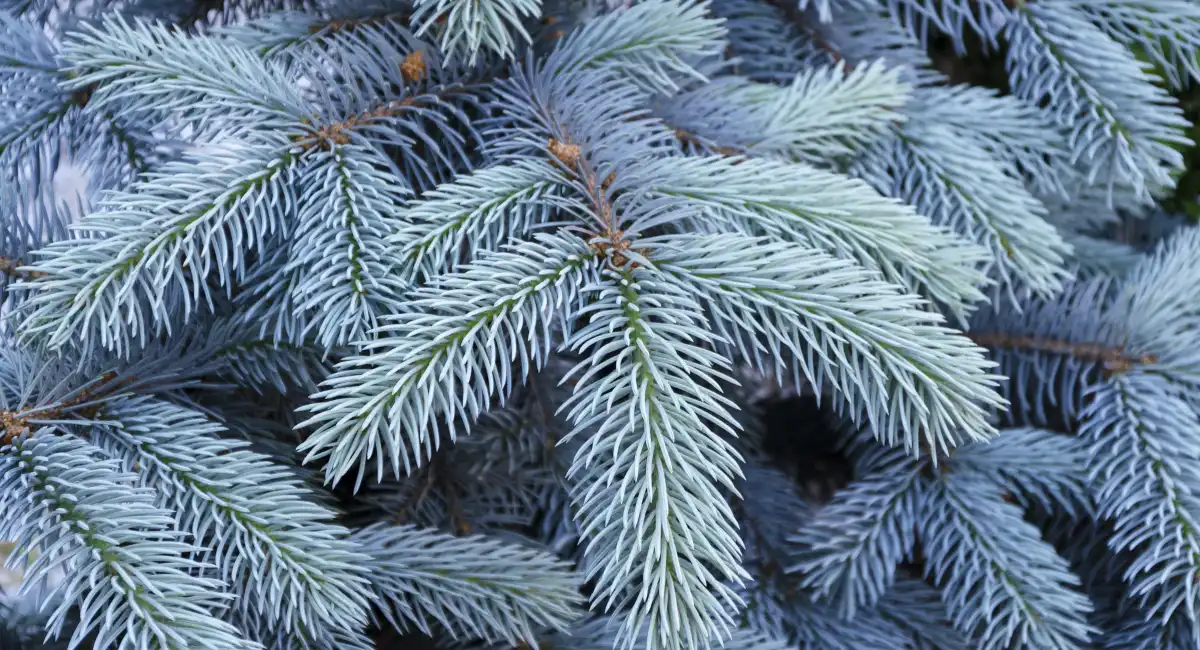 image-banner-stock-blue-spruce-tree-with-blue-needles-1248264141.webp
