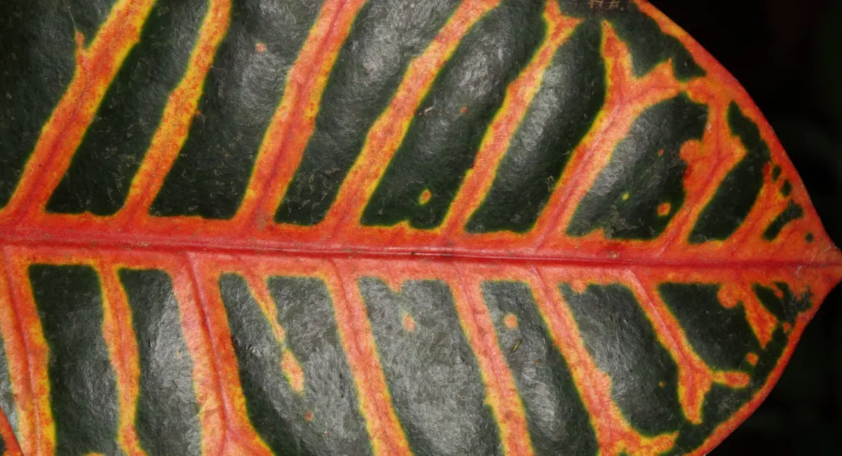 croton leaf