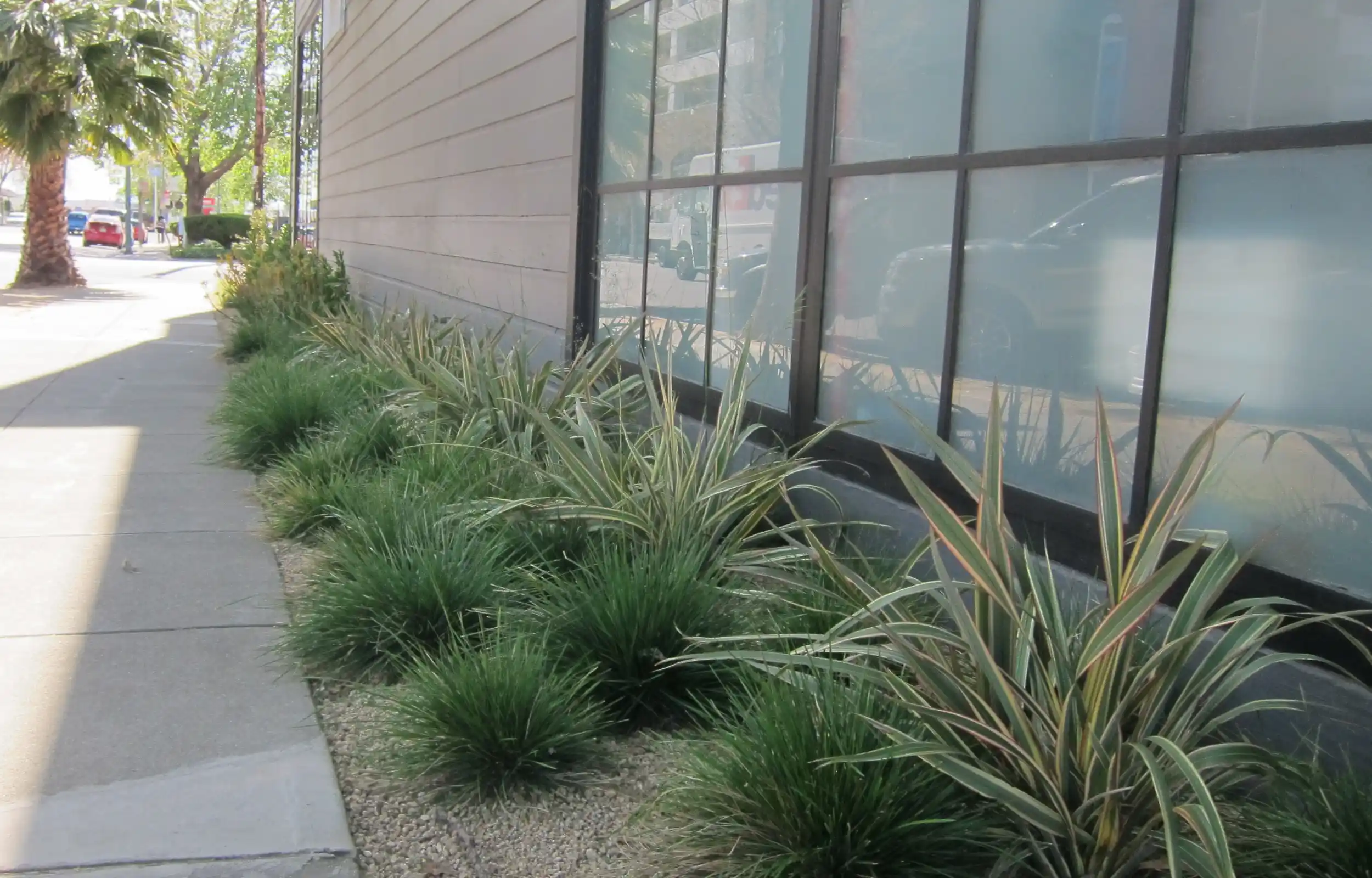 Live outdoor greenery