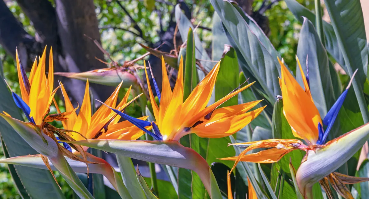 image-banner-stock-bird-of-paradise-flowers--strelitzia--in-park-on-1399883021.webp