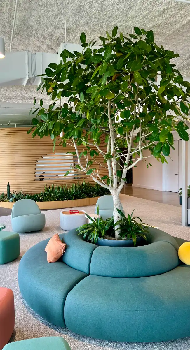 Large indoor tree surrounded by circular seating in a contemporary office common area.